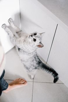 这是一张垂直的头顶镜头，顽皮的英国短毛猫正在室内伸展身体