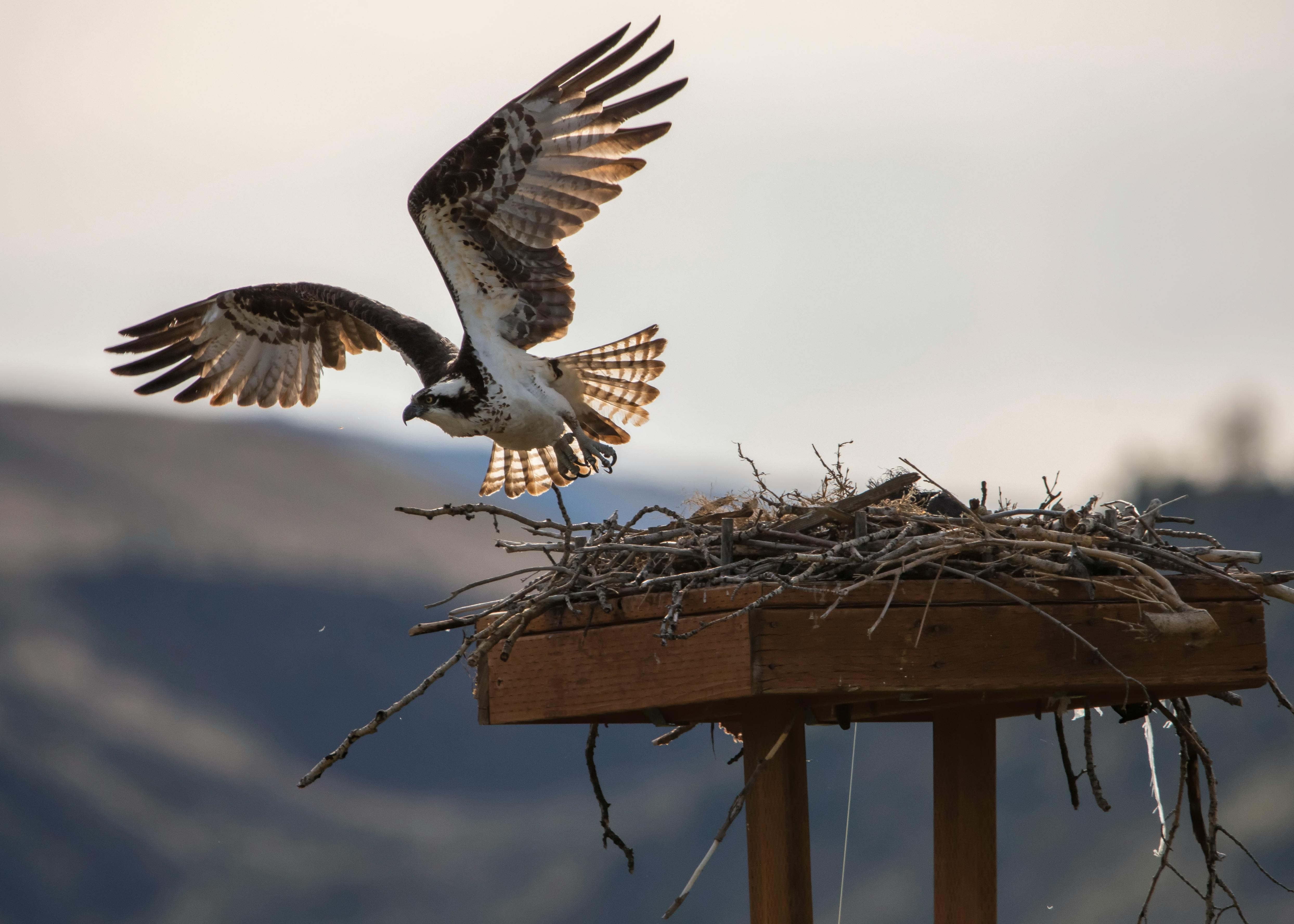 hawk bird flying