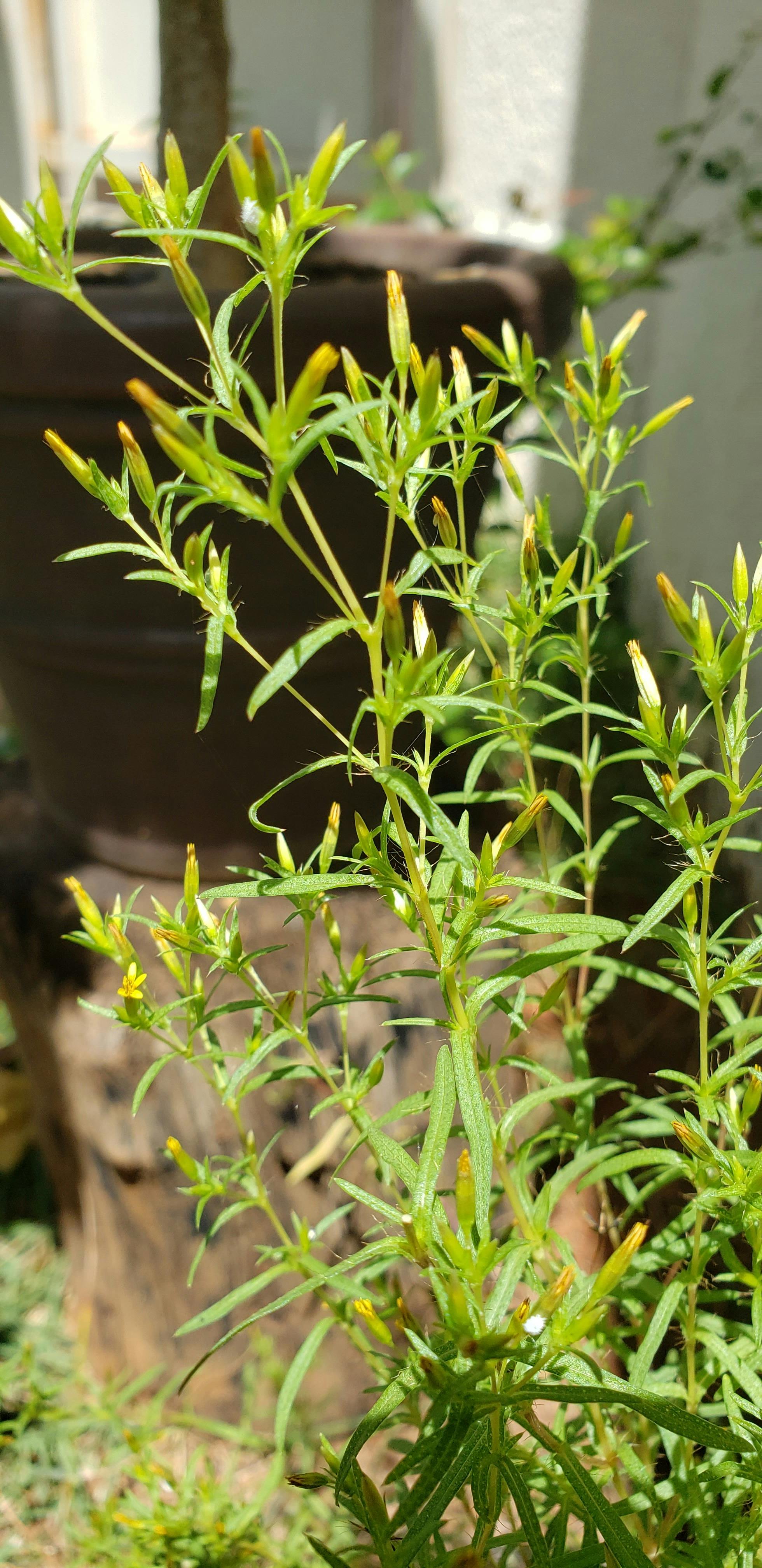 昆明制药企业如何用肇新智能文档比对对比注册申报资料修订前后的关键信息变化
