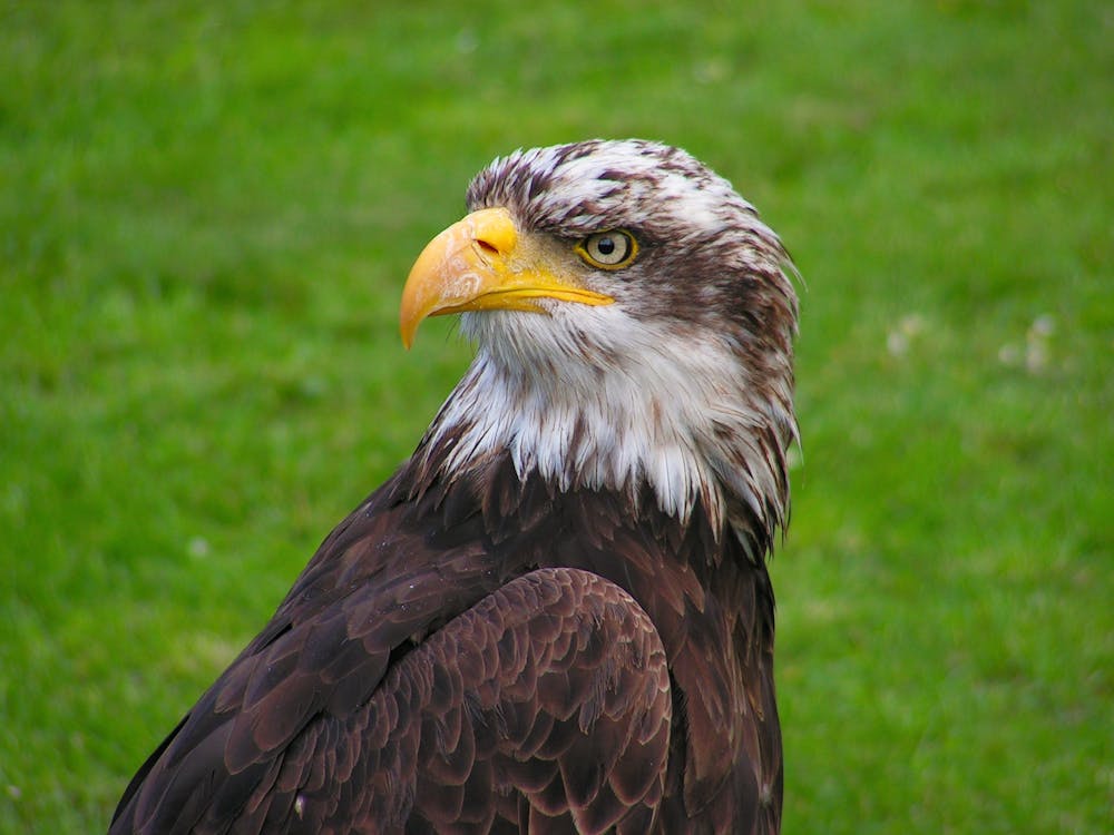 Δωρεάν στοκ φωτογραφιών με macro, αετός, ζώο Φωτογραφία από στοκ φωτογραφιών
