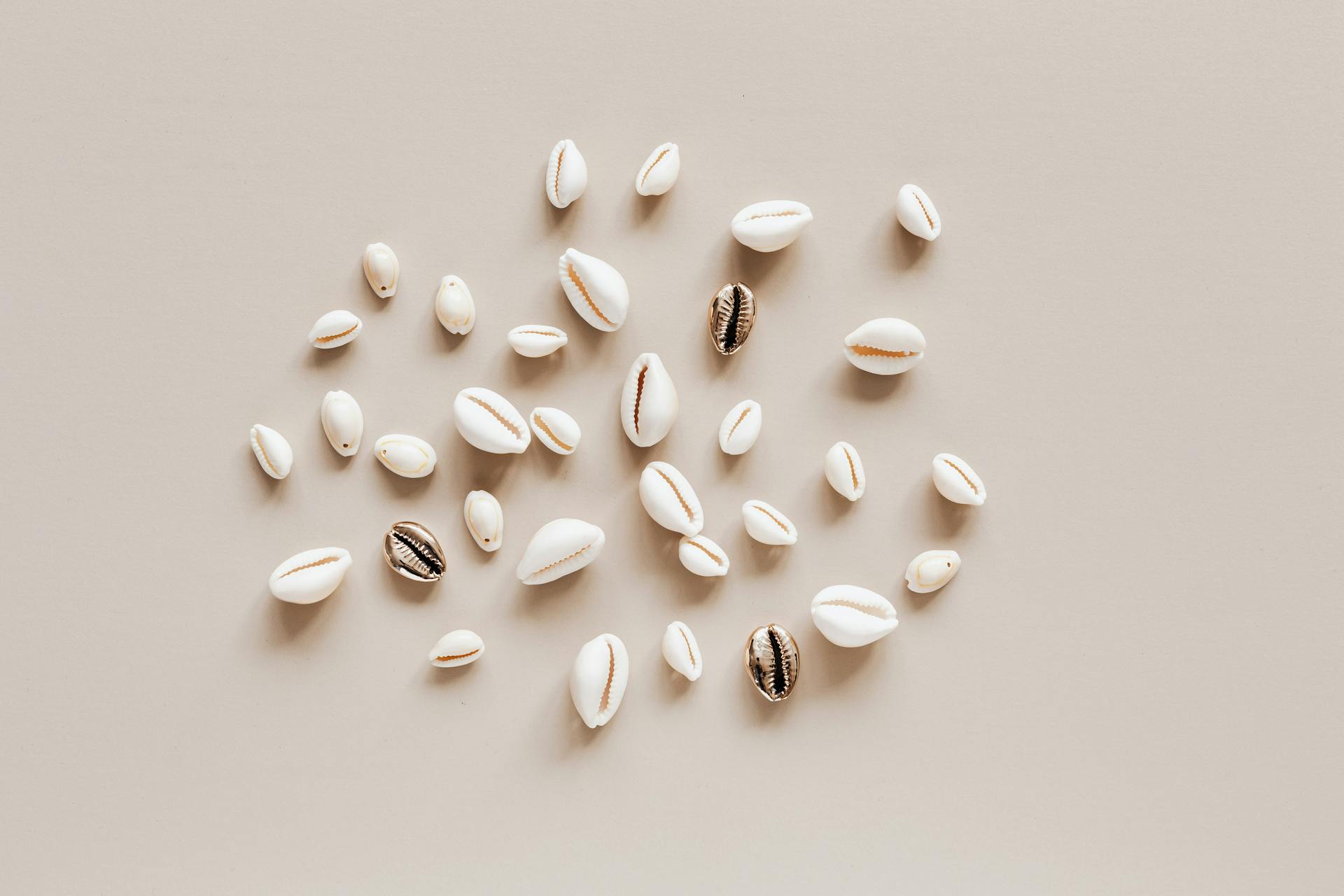 Composition of different conchs on beige table