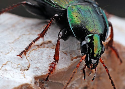 Black and Green Insect