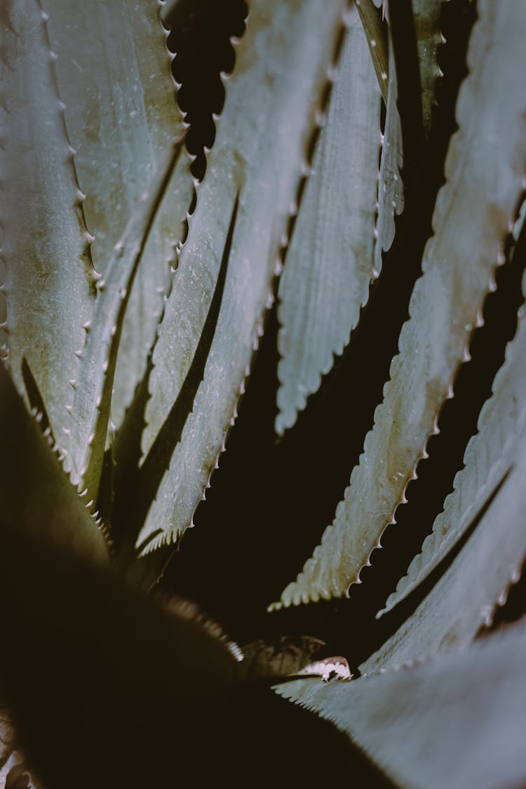 Spiky Leaves Of Agave Americana Flowering Plant