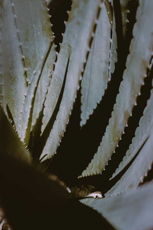 Free From above of fresh green leaves of exotic century plant with spiky edges growing in botanical garden Stock Photo