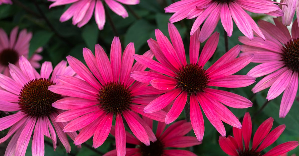 Free stock photo of blossoming, blossoms, echinacea