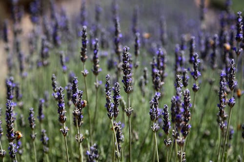 Free Close-Up Shot of Lavenders Stock Photo
