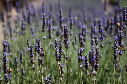 Close-up of blooming lavender in a sunny field, offering a calming and serene floral view.. close, blooming, lavender
