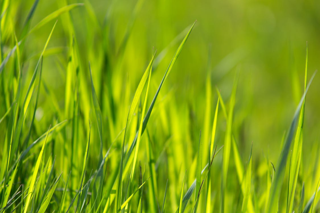 免费 乾草地, 增長, 天性 的 免费素材图片 素材图片