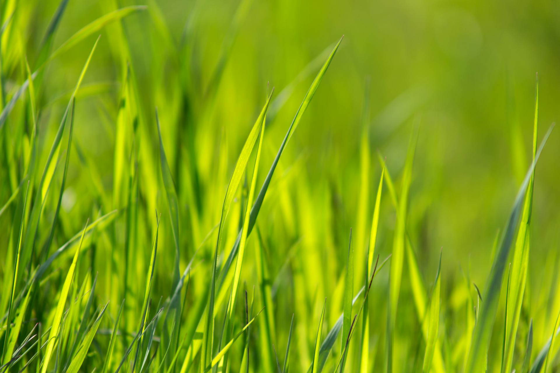 Close-up view of vibrant green grass blades in a sunlit field, representing growth and nature.