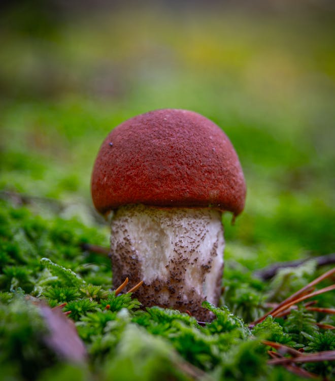 Close-Up Shot of a Mushroom