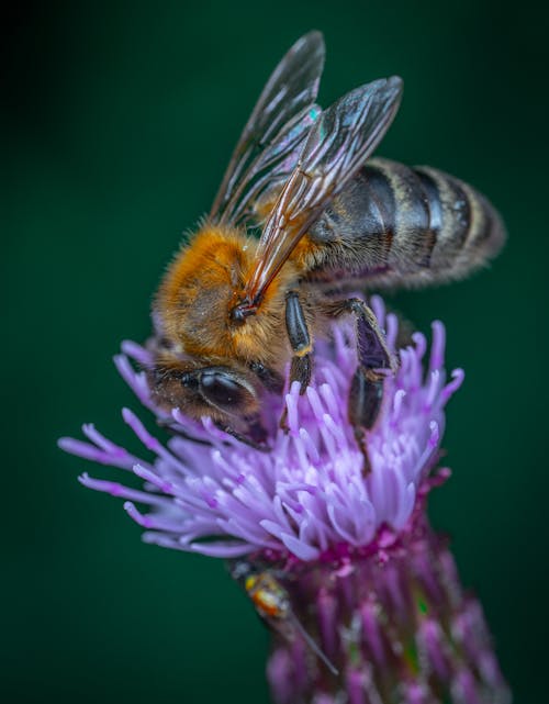 Δωρεάν στοκ φωτογραφιών με macro shot, έντομο, εξαγωγή