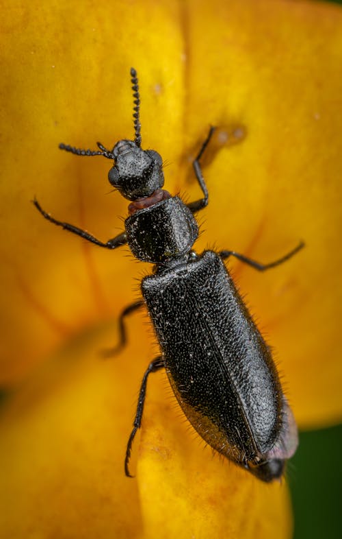 Macro Photo of Black Beetle