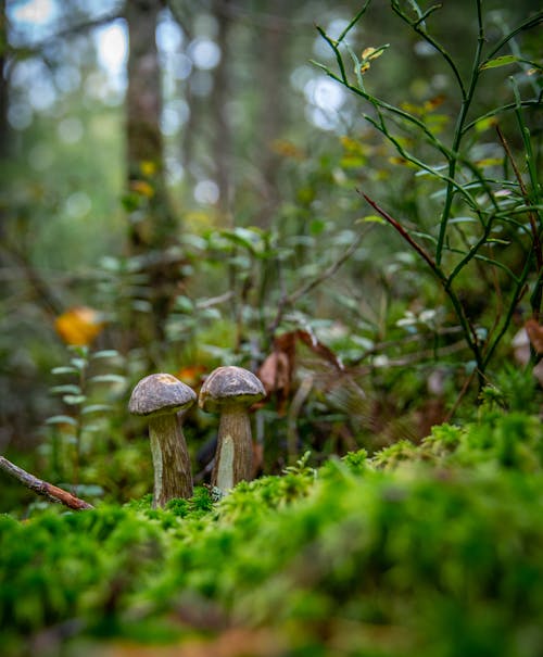 Close-Up Shot of Two Mushrooms on the Grass
