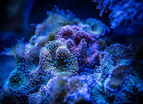 Free Close-Up Shot of Corals Stock Photo