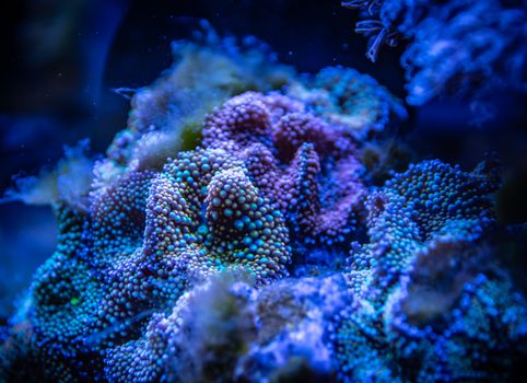 Colorful close-up of underwater corals showcasing marine biodiversity and texture.