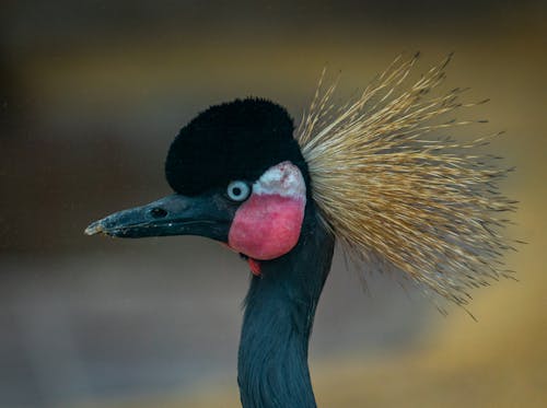 Close-Up Shot of a Peacock