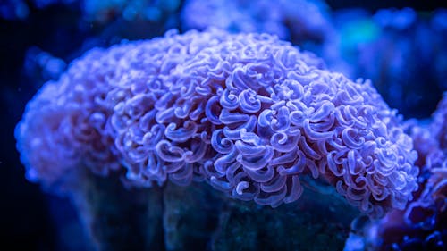 Free Close-Up Shot of a Sea Anemone Stock Photo