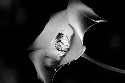 Grayscale Photo of a Honeybee Pollinating on a Flower