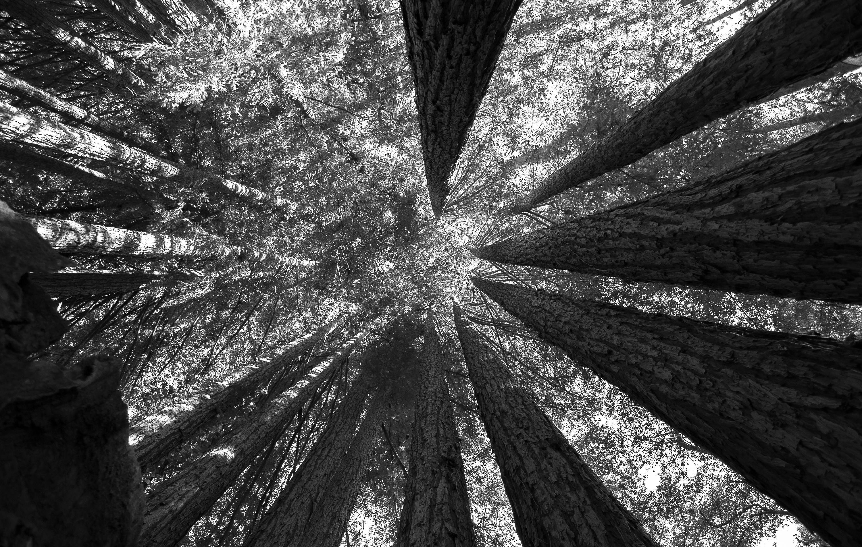 Free stock photo of black and white, forest, redwoods