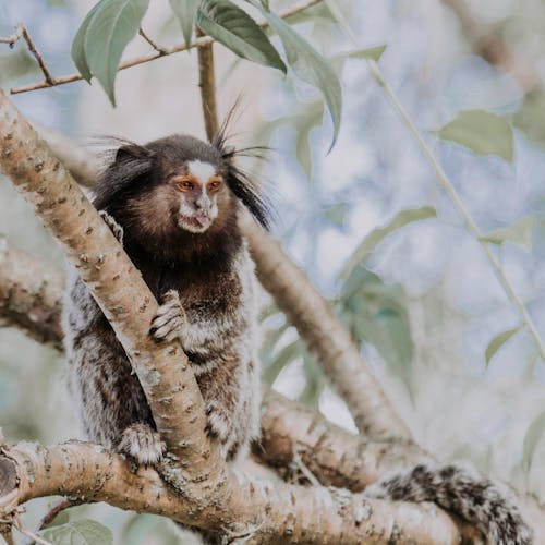 Money Climbing on Tree