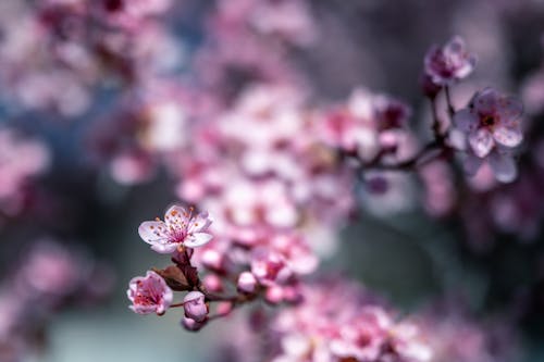 Colorful blossoming tree with small pink flowers with gentle petals growing in park in daytime