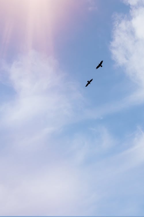 Predatory birds flying in cloudy shiny sky