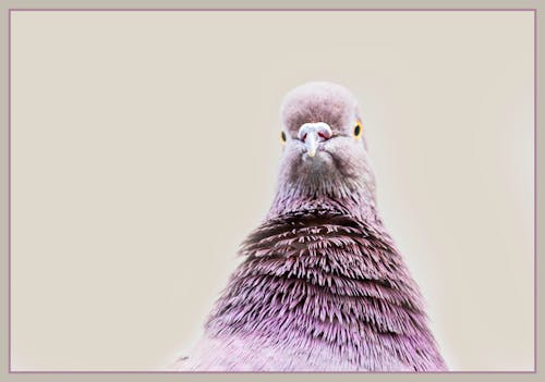 Free stock photo of pigeon