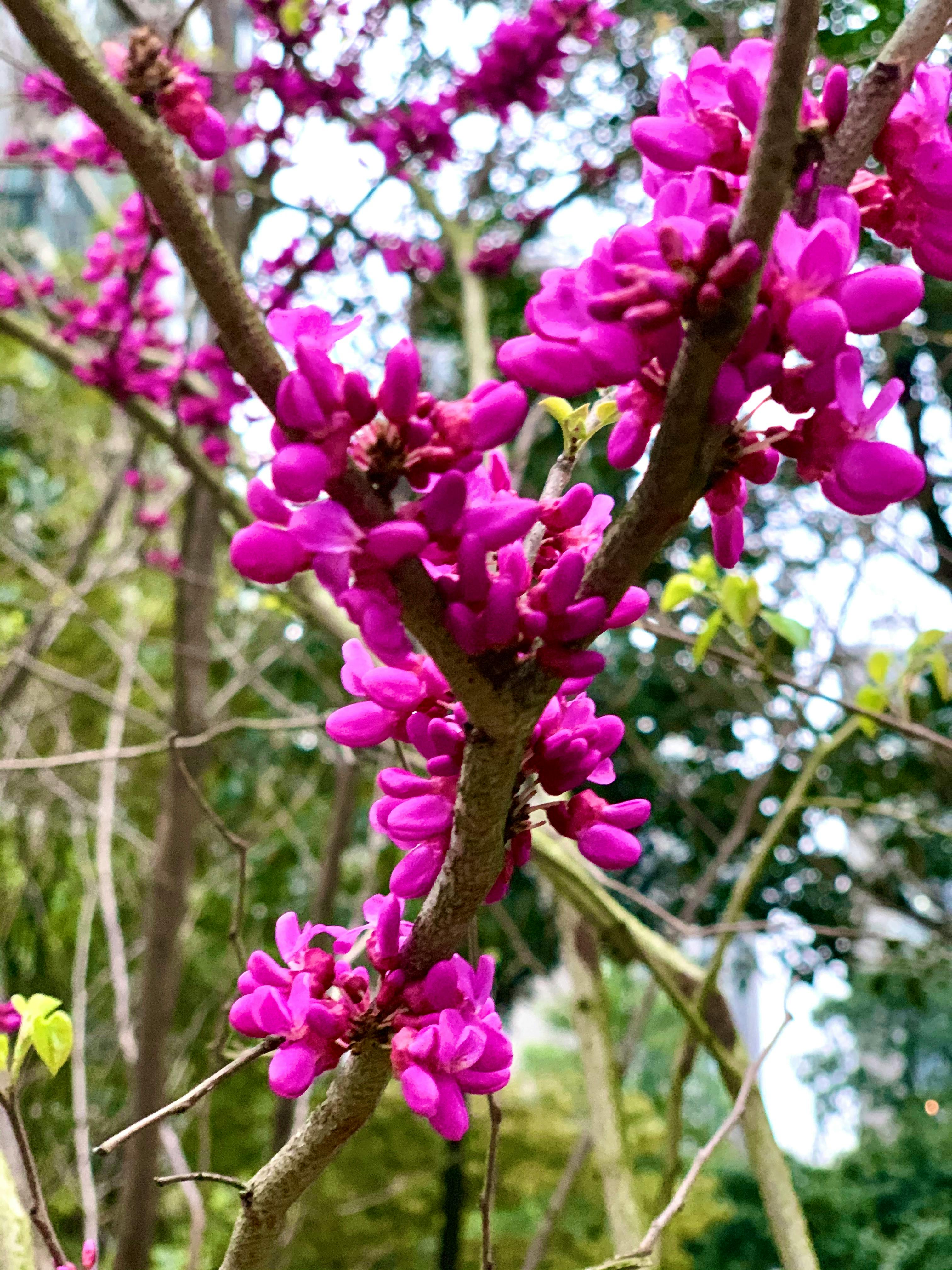 Đồi chè Cầu Đất