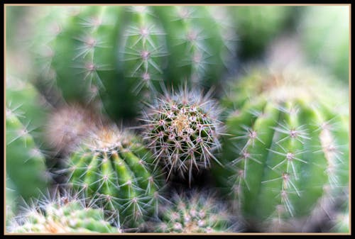 Free stock photo of cactus, covid 19