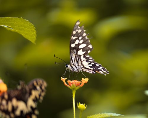 Free A lime butterfly perched on a flower in a vivid natural setting, showcasing intricate patterns. Stock Photo