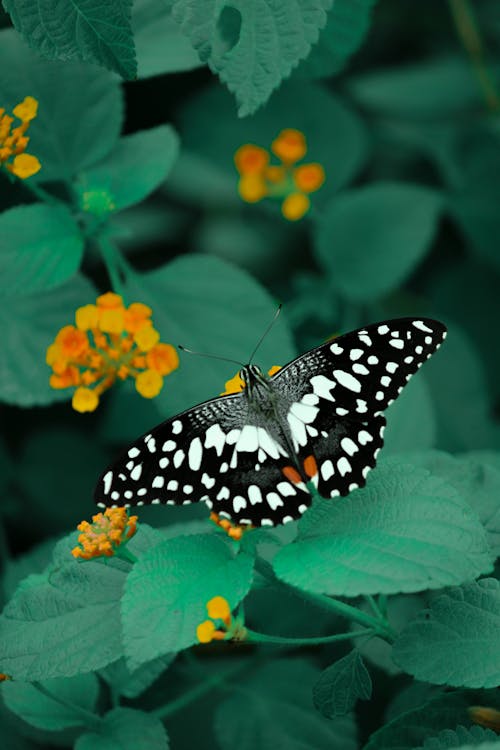 Bright butterfly feeding flower pollen in garden