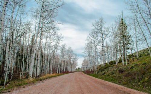 Free stock photo of dirt road, path, trees Stock Photo