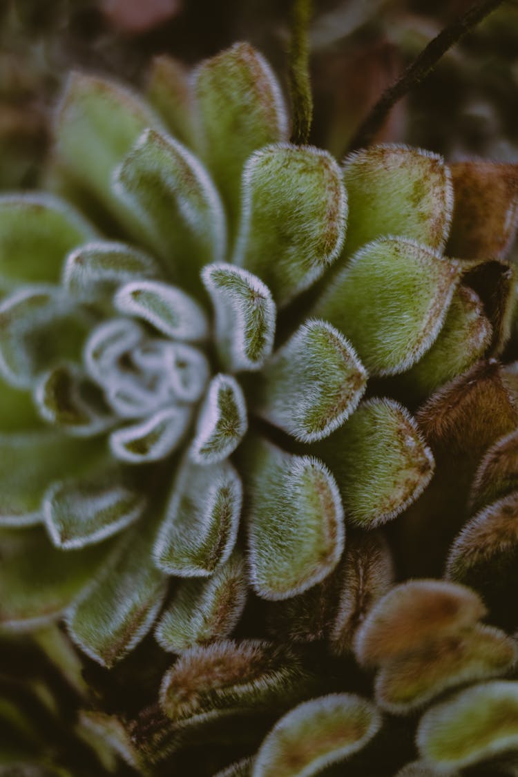 Close-Up Shot Of A Mexican Firecracker Plant