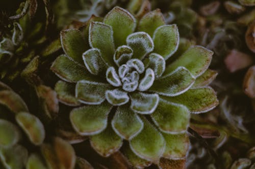 From above of bright green cactus with spiky barbed leaves growing in daylight