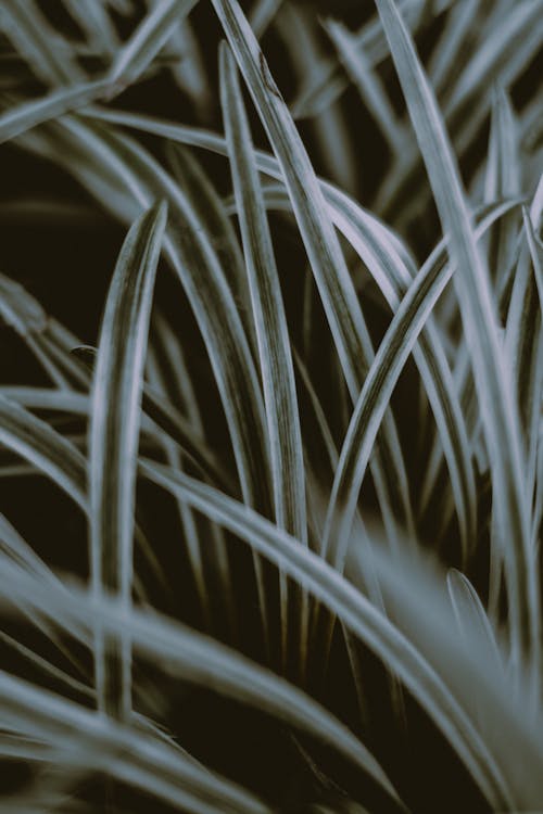 From above of wavy flexible lush green plant leaves growing in park in daytime