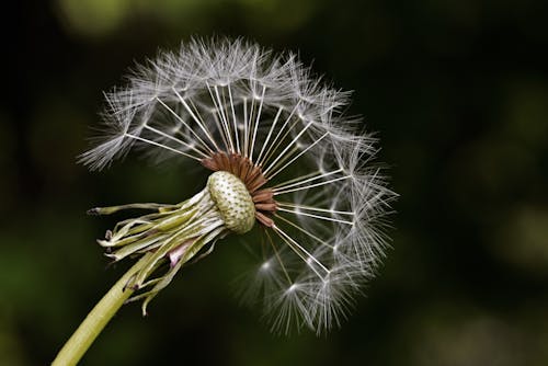 Základová fotografie zdarma na téma detail, kytka, makro