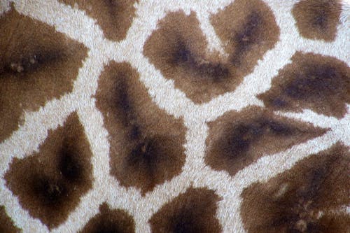 Бесплатное стоковое фото с жираф, ковер, мех