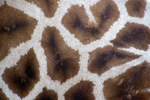 Brown Textile