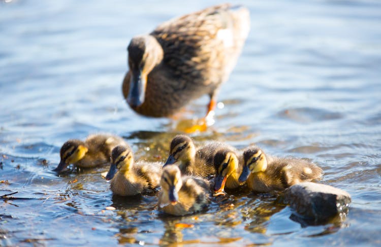 Flock Of Little Ducks Swimming On River With Mother