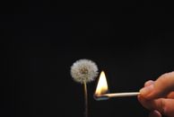 Person Holding White Dandelion Flower