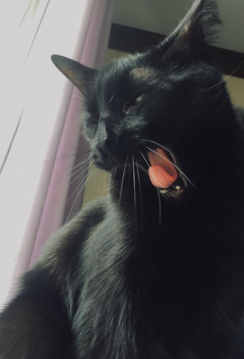 Бесплатное стоковое фото с кошка, рот, хуан саурас