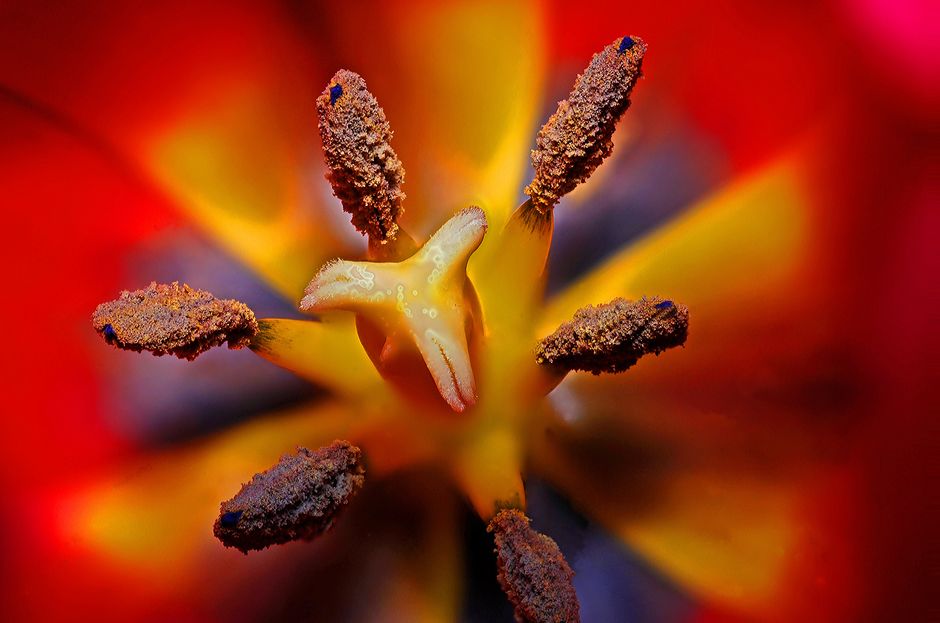 A detailed close-up photo of vibrant flower stamen with pollen.