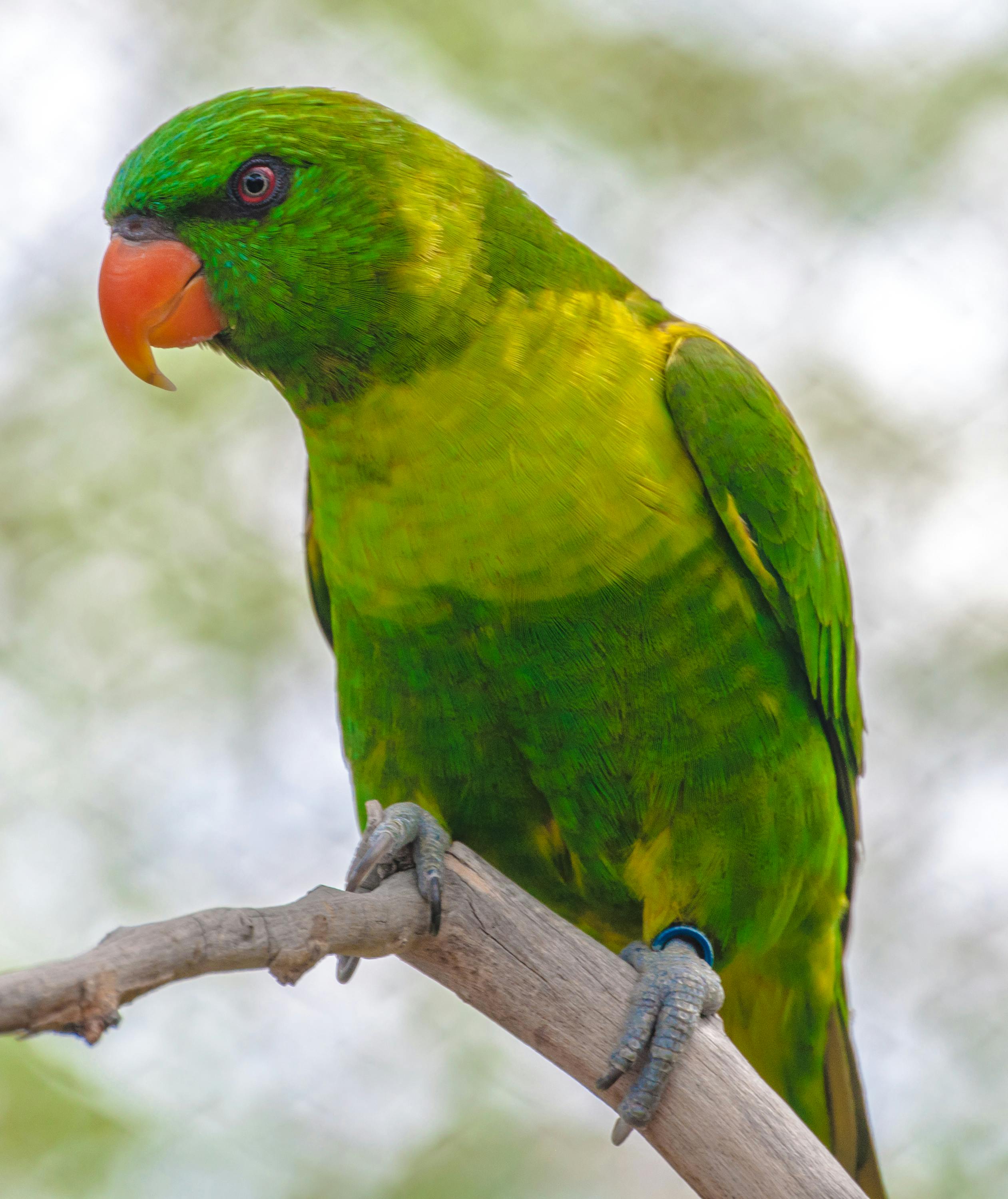 bird by bird