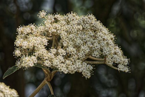 blüten 的 免費圖庫相片