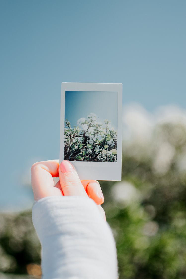 Female Hand Holding Polaroid With Flowers