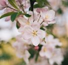 春天里，美丽的粉红色樱花盛开了