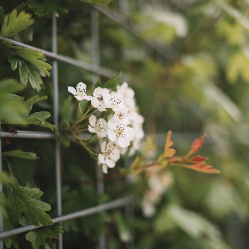 Shrub leaves with blossoming flower behind fence in summer