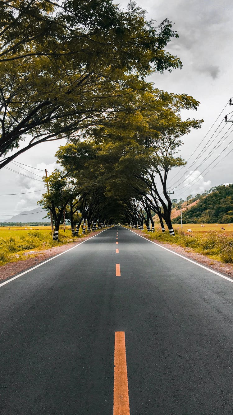 Modern Road Near Trees In Windy Weather Under Cloudy Sky