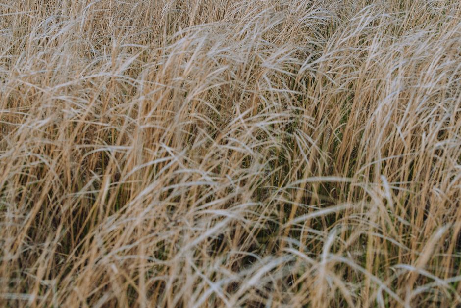 A serene view of golden grass in Krasnodar, capturing the essence of nature and tranquility.