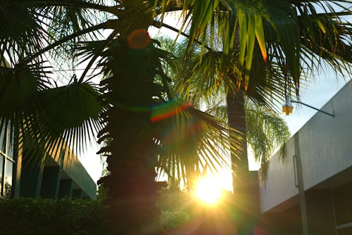 Free stock photo of glare, palms, sun Stock Photo